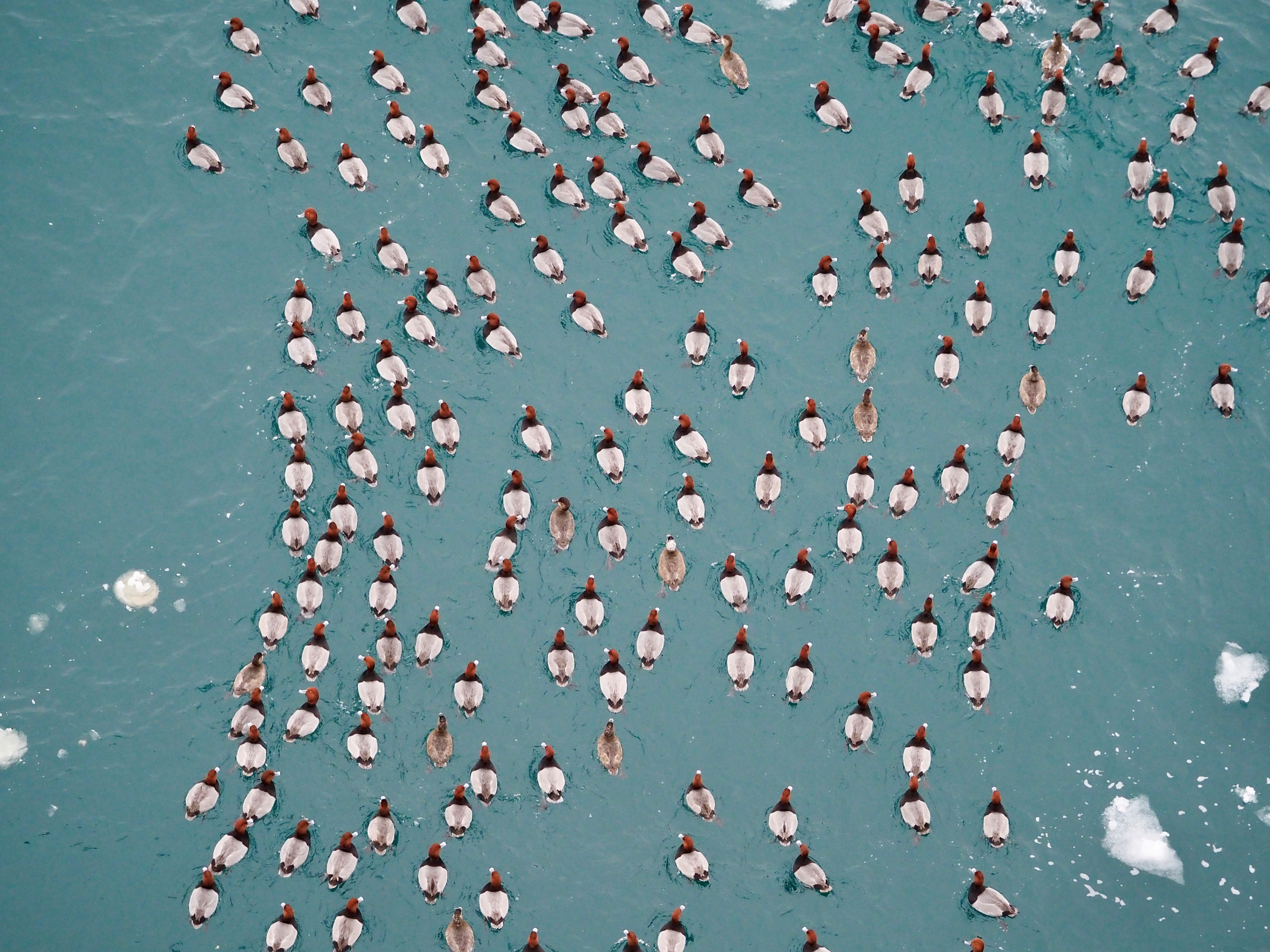 redheads from above Steve Baker